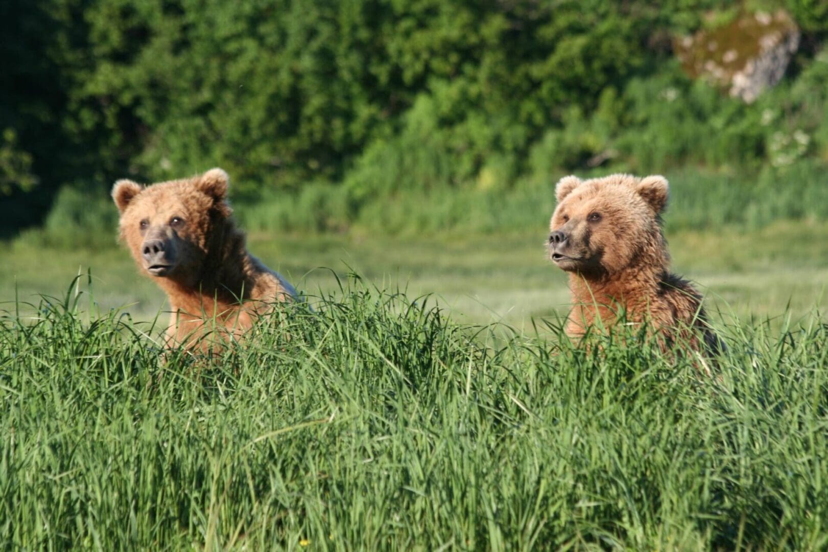 Two bears are standing in tall grass.